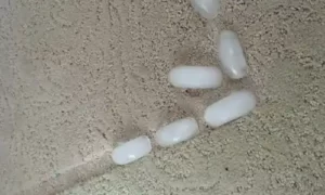 رفع کوبیدگی فرش با یخ در خانه